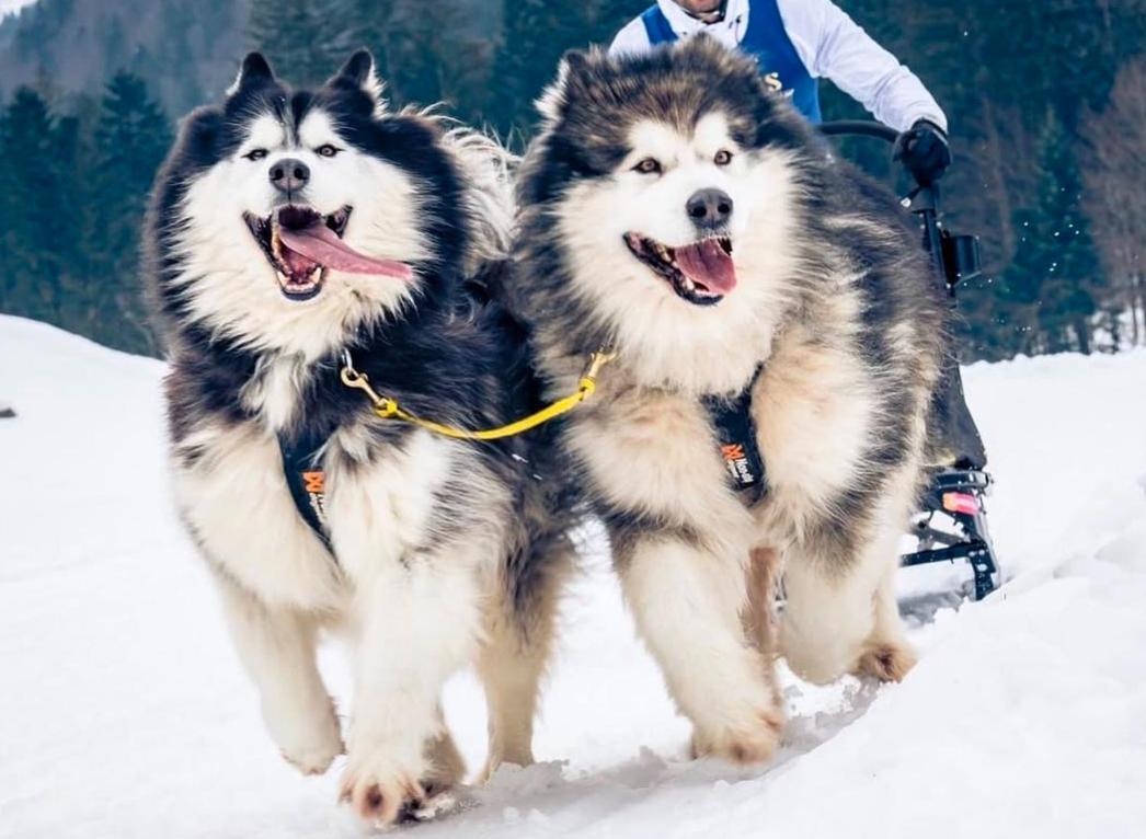 Huskyhausen